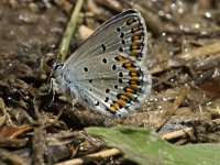 Plebeius argyrognomon 2, Kroonkruidblauwtje, male, Saxifraga-Jan van der Straaten