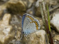 Plebeius argyrognomon 3, Kroonkruidblauwtje, male, Saxifraga-Jan van der Straaten