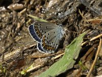 Plebeius argyrognomon 4, Kroonkruidblauwtje, male, Saxifraga-Jan van der Straaten