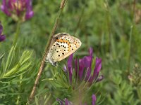 Plebeius argyrognomon 7, Kroonkruidblauwtje, Vlinderstichting-Kars Veling