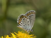 Plebeius argyrognomon 8, Kroonkruidblauwtje, Saxifraga-Jan van der Straaten