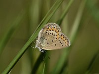 Plebeius idas 27, Vals Heideblauwtje, Saxifraga-Luuk Vermeer