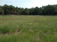 Plebeius optilete 10, Veenbesblauwtje, habitat, NL, Drenthe, De Wolden, Anser Dennen, Vlinderstichting-Joost Uittenbogaard