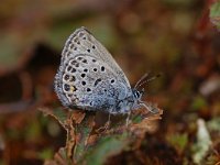 Plebeius optilete 13, Veenbesblauwtje, Vlinderstichting-Albert Vliegenthart