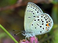 Plebeius optilete 16, Veenbesblauwtje, Vlinderstichting-Ab H Baas