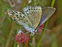 237_22, Veenbesblauwtje : Veenbesblauwtje, Cranberry Blue, Plebeius optilete, female