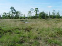 Plebeius optilete 4, Veenbesblauwtje, habitat, Vlinderstichting-Henk Bosma