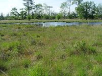 Plebeius optilete 5, Veenbesblauwtje, habitat, Vlinderstichting-Henk Bosma