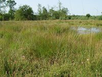 Plebeius optilete 6, Veenbesblauwtje, habitat, Vlinderstichting-Henk Bosma