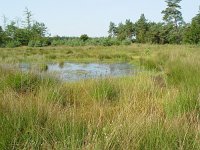 Plebeius optilete 7, Veenbesblauwtje, habitat, Vlinderstichting-Henk Bosma