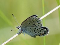 Plebejus optilete 31, Veenbesblauwtje, Saxifraga-Hans Dekker