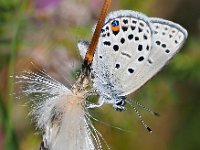 Plebejus optilete 32, Veenbesblauwtje, Saxifraga-Hans Dekker