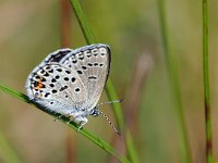 Plebejus optilete 34, Veenbesblauwtje, Saxifraga-Hans Dekker