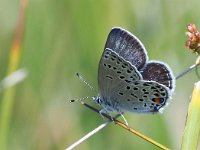 Plebejus optilete 37, Veenbesblauwtje, Saxifraga-Hans Dekker