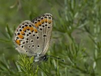 Plebeius pylaon sephirus 2, Oostelijk safierblauwtje, female, Vlinderstichting-Kars Veling