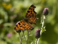 Polygonia c-album 14, Gehakkelde aurelia, Saxifraga-Jan van der Straaten