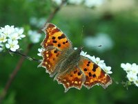 Polygonia c-album 23, Gehakkelde aurelia, Vlinderstichting-Theo Verstrael