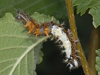 Gehakkelde aurelia 01 #09355 : Polygonia c-album, Gehakkelde aurelia