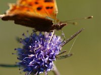 Polygonia c-album 31, Gehakkelde aurelia, Saxifraga-Rudmer Zwerver