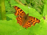 Polygonia c-album 34, Gehakkelde aurelia, Saxifraga-Rudmer Zwerver