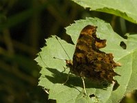 Polygonia c-album 35, Gehakkelde aurelia, Saxifraga-Jan van der Straaten