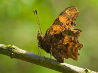 Polygonia c-album 36, Gehakkelde aurelia, Saxifraga-Rik Kruit