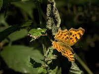 Polygonia c-album 40, Gehakkelde aurelia, Saxifraga-Jan van der Straaten