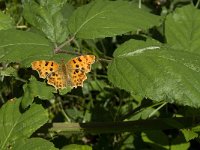 Polygonia c-album 42, Gehakkelde aurelia, Saxifraga-Jan van der Straaten