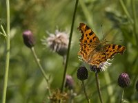 Polygonia c-album 43, Gehakkelde aurelia, Saxifraga-Jan van der Straaten