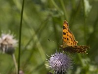 Polygonia c-album 44, Gehakkelde aurelia, Saxifraga-Jan van der Straaten