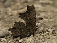 Polygonia c-album 5, Gehakkelde aurelia, Saxifraga-Jan van der Straaten