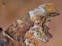 Polygonia c-album 53, Gehakkelde aurelia, Saxifraga-Ab H. Baas