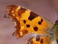 Polygonia c-album 64, Gehakkelde aurelia, Saxifraga-Ab H. Baas