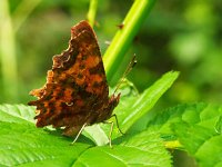 Polygonia c-album 7, Gehakkelde aurelia, Vlinderstichting-Chris van Swaay  Gehakkelde aurelia Polygonia c-album