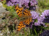 Polygonia c-album 70, Gehakkelde aurelia, Saxifraga-Luuk Vermeer