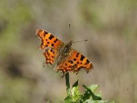 Polygonia c-album 73, Gehakkelde aurelia, Saxifraga-Luuk Vermeer