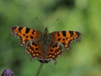 Polygonia c-album 76, Gehakkelde aurelia, Saxifraga-Luuk Vermeer