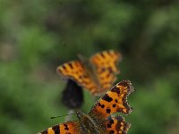 Polygonia c-album 77, Gehakkelde aurelia, Saxifraga-Luuk Vermeer