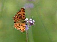 Polygonia c-album 82, Gehakkelde Aurelia, Saxifraga-Tom Heijnen