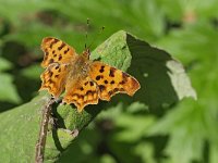 Polygonia c-album 85, Gehakkelde Aurelia, Saxifraga-Tom Heijnen