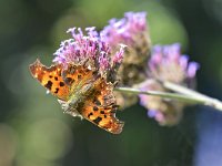 Polygonia c-album 86, Gehakkelde Aurelia, Saxifraga-Tom Heijnen