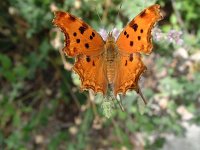 Polygonia egea 2, Zuidelijke aurelia, Vlinderstichting-Henk Bosma