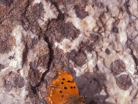 Polygonia egea 3, Zuidelijke aurelia, Saxifraga-Jan van der Straaten