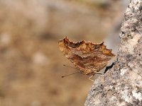 Polygonia egea 4, Zuidelijke gehakkelde aurelia, Saxifraga-Kars Veling