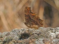 Polygonia egea 1, Zuidelijke aurelia, Vlinderstichting-Albert Vliegenthart