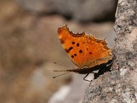 Polygonia egea 5, Zuidelijke gehakkelde aurelia, Saxifraga-Kars Veling