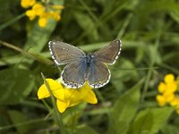 Polyommatus bellargus 10, Adonisblauwtje, female, Saxifraga-Jan van der Straaten