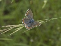 Polyommatus bellargus 11, Adonisblauwtje, female, Saxifraga-Jan van der Straaten