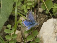 Polyommatus bellargus 12, Adonisblauwtje, female, Saxifraga-Jan van der Straaten