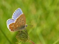 Polyommatus bellargus 2, Adonisblauwtje, Vlinderstichting-Chris van Swaay  adonisblauwtje Polyommatus bellargus